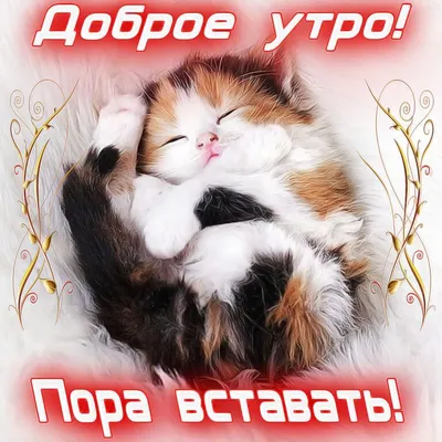 С добрым утром!#видеооткрытка #открыткасдобрымутром#открытка #рекоменд... |  TikTok