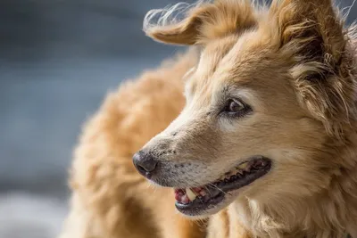 Найдена беспородная собака на ул. Большая Внуковская, д. 5. | Pet911.ru