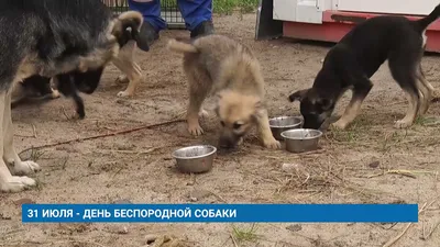 Пломбир - Щенок 2 месяца - Беспородная - Московская область Клин - собаки в  добрые руки