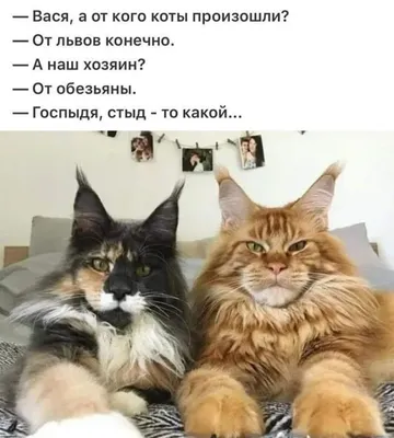 без кота и жизнь не та! | Котята, Смешные котята, Забавные зверюшки