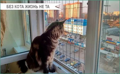 Без кота и жизнь не та