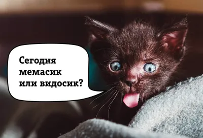 Без кота и жизнь не та! - купить раскраску Без кота и жизнь не та! в Минске  — OZ.by