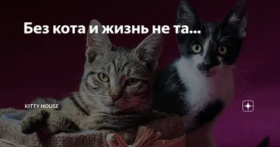 Без кота - жизнь не та