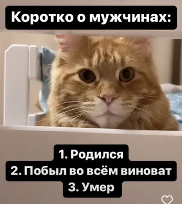 Без кота - жизнь не та!» — создано в Шедевруме