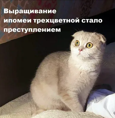 Без кота жизнь не та! Без котов жизнь не... | Пикабу