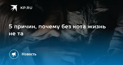 Без кота жизнь не та: истории из жизни, советы, новости, юмор и картинки —  Все посты | Пикабу