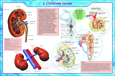 Биология в инфографике | Мазур Оксана Чеславовна - купить с доставкой по  выгодным ценам в интернет-магазине OZON (253328379)