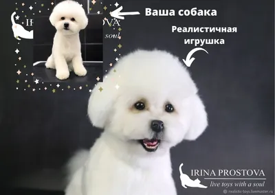 Бишон фризе: все о породе собак от А до Я | 🐶 Хвостатые друзья 🐱 | Дзен