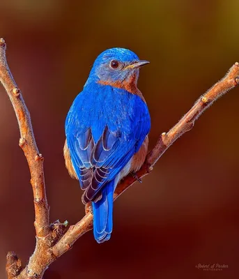 robert.s.parker posted on their Instagram profile: “Male Eastern Bluebird  taken at first light. #best_birds_of_worl… | Beautiful birds, Eastern  bluebird, Blue bird