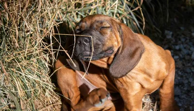 Блохи у щенка: как вывести паразитов | Royal Canin UA