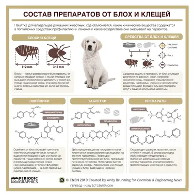 Блохи у кошек и собак - советы ветеринара | Ветклиника Веттал