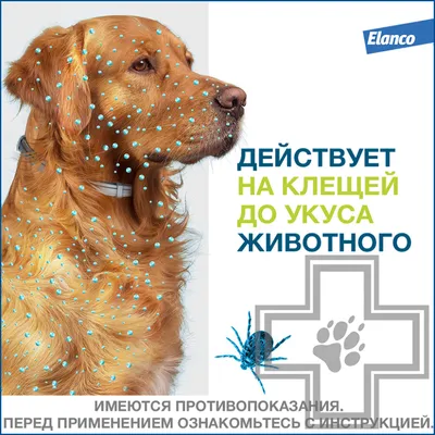 ФОРЕСТО BAYER ошейник 70см для собак более 8кг от блох и клещей, FORESTO  ELANCO