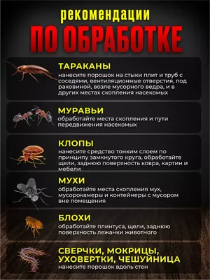 Как избавиться от блох в доме: 10 эффективных средств