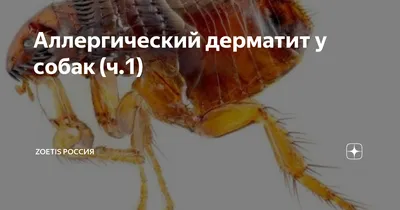 Заболевания кожи у собак - Ветеринарная служба в Новой Москве