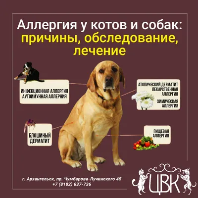 Блошиный дерматит📌 Блошиный дерматит у 🐈 и 🐕 является аллергической  реакцией немедленного типа. Возбудителем.. | ВКонтакте