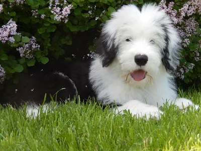 Бобтейл (Bob Tailed Sheepdog) - это умная, добрая и веселая порода собак.  Описание, фото, отзывы.