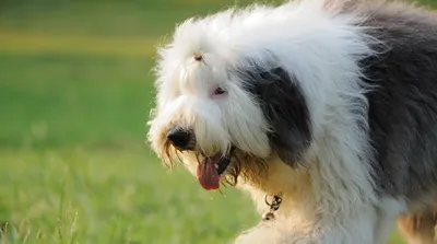 Бобтейл (Canis lupus familiaris 'Old English Sheepdog') - Rock Identifier