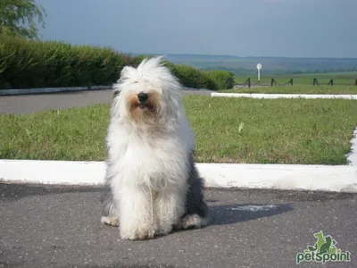 Бобтейлы \"ФАН БО\" Old English Sheepdog \"FAN BO\" - О породе