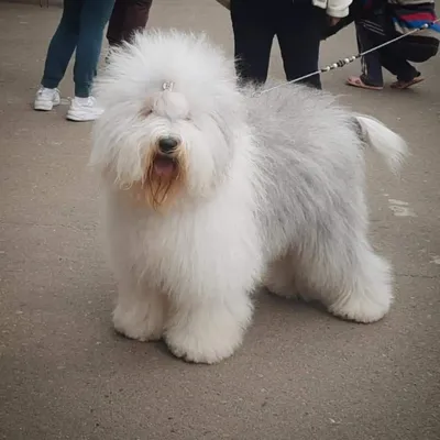 Бобтейл (Староанглийская овчарка) / Bobtail (Old English Sheepdog) -  PetsPoint.ru