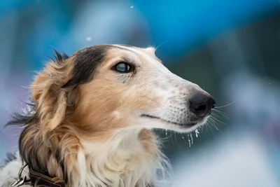 Стаффордширский терьер: все о породе 🐕, размер, окрас, щенки, фото