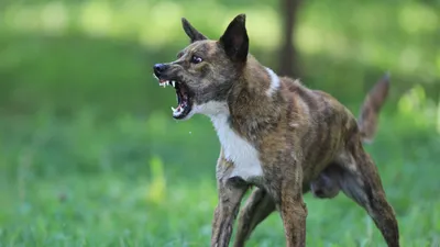 Бойцовские породы собак с названиями и фотографиями | PetGuru