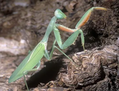 Орхидейный богомол (Hymenopus coronatus) - Picture Insect