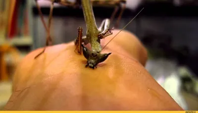 Богомол, Religiosa Mantis, конец вверх Bali Индонесия Стоковое Фото -  изображение насчитывающей насекомое, богомол: 120085964