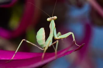 Африканский древесный богомол (Sphodromantis viridis Forskal, 1775) -  Богомолы