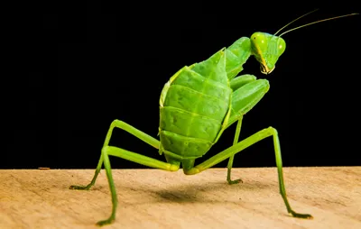 Обыкновенный богомол (Mantis religiosa) в Мордовии - Природа Республики  Мордовия