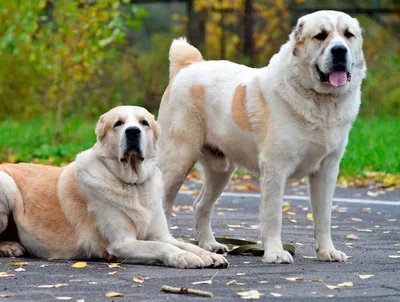 Самые опасные породы собак в Украине - список - Pets