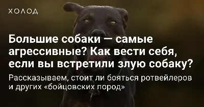 Комнатных питомцев пролетариат не понимал». Кинолог — о самых модных в  столице породах собак и их судьбе - Мослента