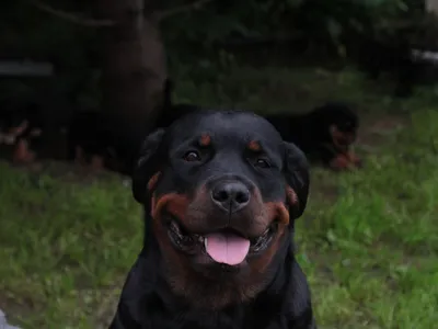 Бойцовские породы собак с названиями и фотографиями | PetGuru