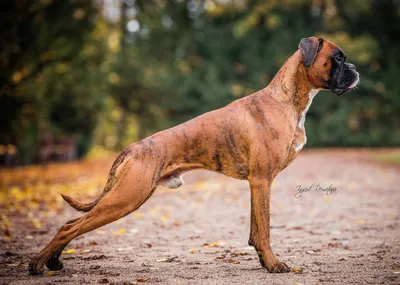 Боксер (Boxer) - очень активная, сильная и умная порода собак. Описание,  отзывы и фото породы боксёр.