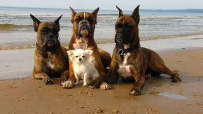 Boxer party at Huntington Beach, CA | Boxer dogs, Boxer puppies, Boxer love