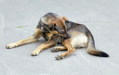 Экспресс-тест на болезнь Лайма - LYMEBO - Fassisi, Gesellschaft für  Veterinärdiagnostik und Umweltanalysen mbH - ветеринарный / для собак / на болезнь  Лайма