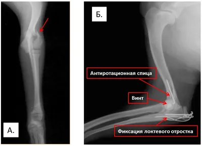 Болезнь Пертеса — Дисплазия тазобедренных суставов — Ветеринарный форум