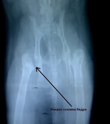 Болезнь Пертеса — Дисплазия тазобедренных суставов — Ветеринарный форум