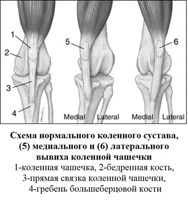 Дисплазия локтевого сустава у собак - Ветеринарный Центр «Прайд»