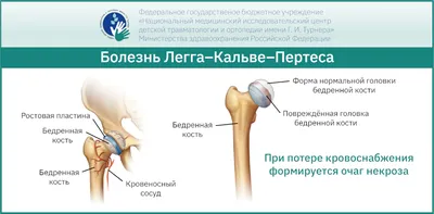 Болезни и патологии собак маленьких пород - Syndrome-Kushinga