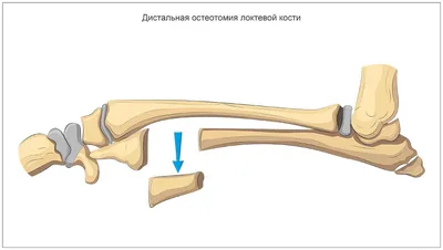 Массаж для собак. Зачем он нужен? | Рехабилис