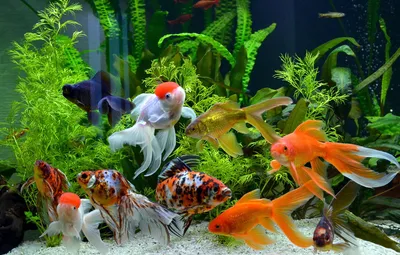 GloFish - флуоресцентные аквариумные рыбки