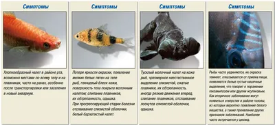 Карантин аквариумных рыбок: лечебный карантин