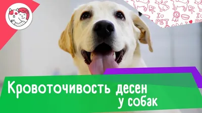 Опасен ли зубной камень для собак | For Pet | Дзен