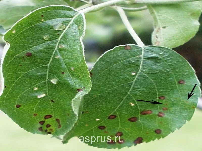 Черные точки на листьях груши