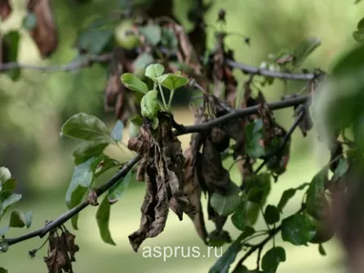 Основные болезни груши | АППЯПМ