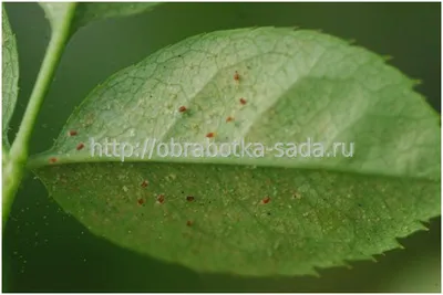 Болезни и вредители комнатных растений фото фото