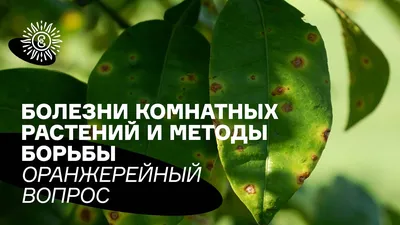 Лекарства из аптеки для ухода за комнатными растениями