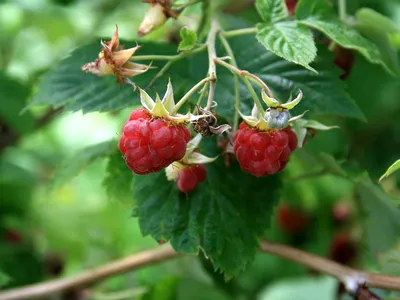 Малина обыкновенная - Rubus idaeus