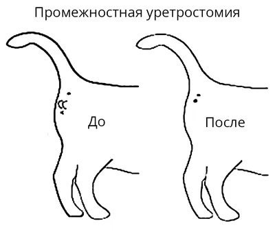 Демодекоз у собак - схема лечения, фото, симптомы и признаки заболевания