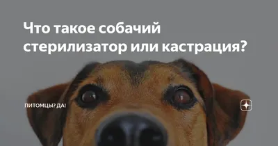 Болезни собак и их симптомы 🐶 – лечение и профилактика – ProPlan.ru